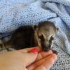 FEMALE COATIMUNDI FOR SALE