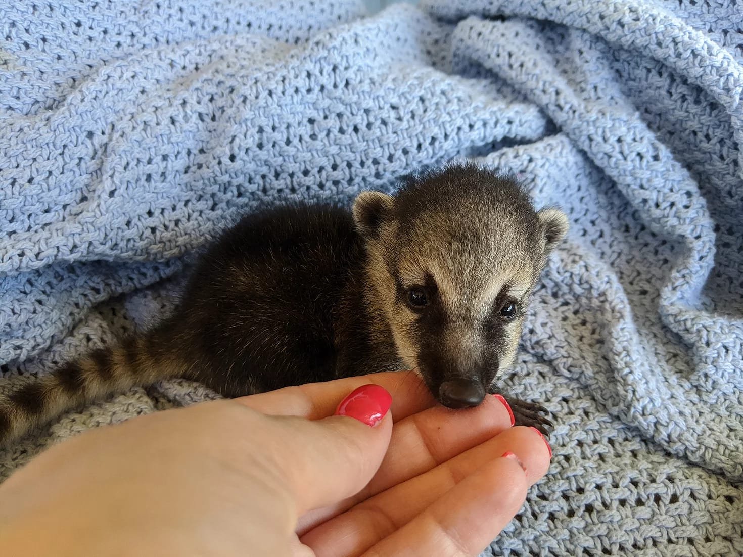 FEMALE COATIMUNDI FOR SALE